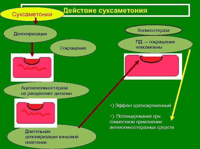 Суксаметоний Действие суксаметония Холинэстераза Деполяризация Сокращение ПД → сокращения невозможны Ацетилхолинэстераза не расщепляет дитилин