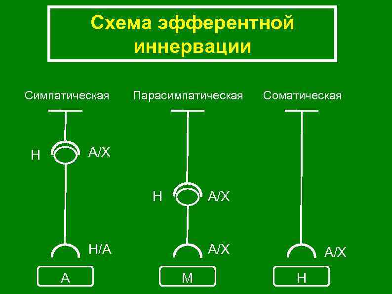 Схема эфферентной иннервации Симпатическая Парасимпатическая Соматическая А/Х Н Н А/Х Н/А А А/Х М