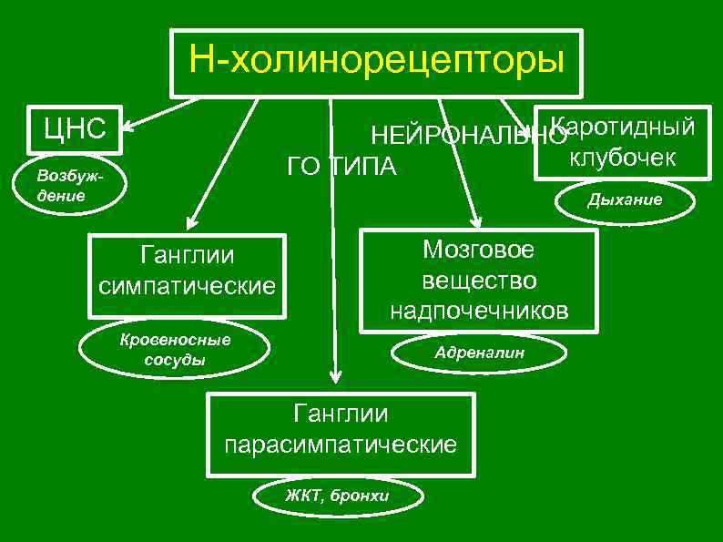 Н-холинорецепторы Каротидный НЕЙРОНАЛЬНО клубочек ГО ТИПА ЦНС Возбуждение Дыхание Мозговое вещество надпочечников Ганглии симпатические