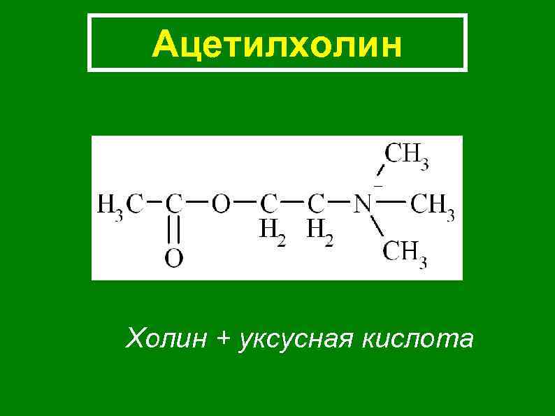 Ацетилхолин Холин + уксусная кислота 