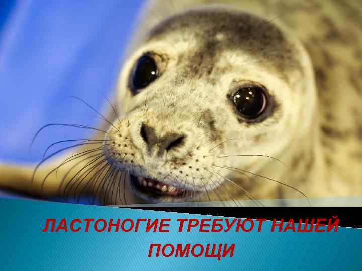 ЛАСТОНОГИЕ ТРЕБУЮТ НАШЕЙ ПОМОЩИ 