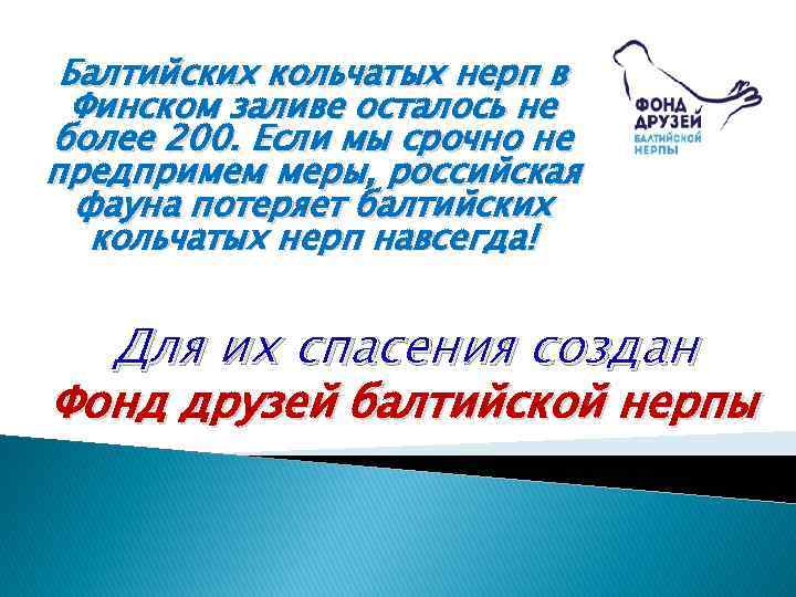 Балтийских кольчатых нерп в Финском заливе осталось не более 200. Если мы срочно не