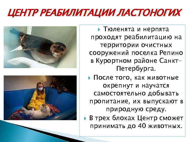 ЦЕНТР РЕАБИЛИТАЦИИ ЛАСТОНОГИХ Тюленята и нерпята проходят реабилитацию на территории очистных сооружений поселка Репино