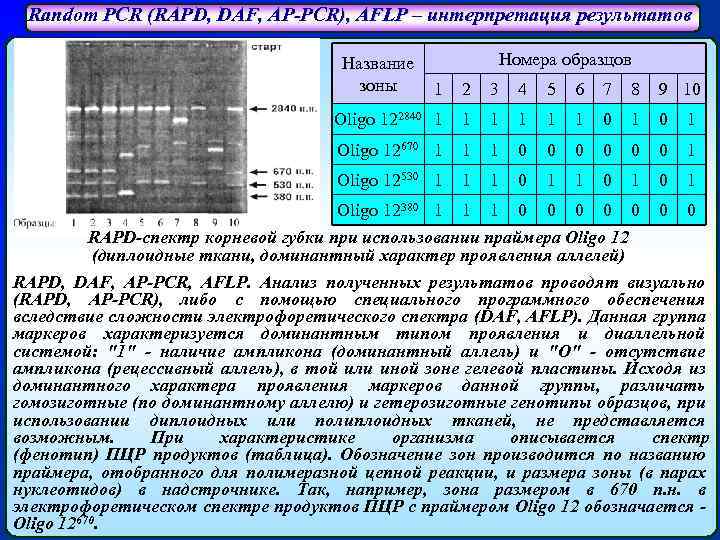 Random PCR (RAPD, DAF, AP-PCR), AFLP – интерпретация результатов Название зоны Номера образцов 1