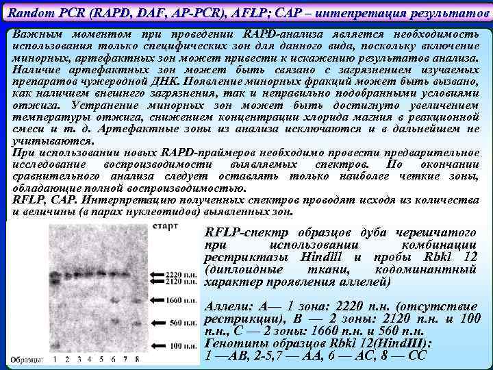 Random PCR (RAPD, DAF, AP-PCR), AFLP; CAP – интепретация результатов Важным моментом при проведении
