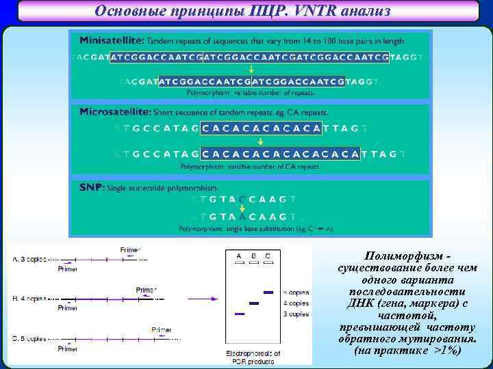 Основные принципы ПЦР. VNTR анализ Полиморфизм существование более чем одного варианта последовательности ДНК (гена,