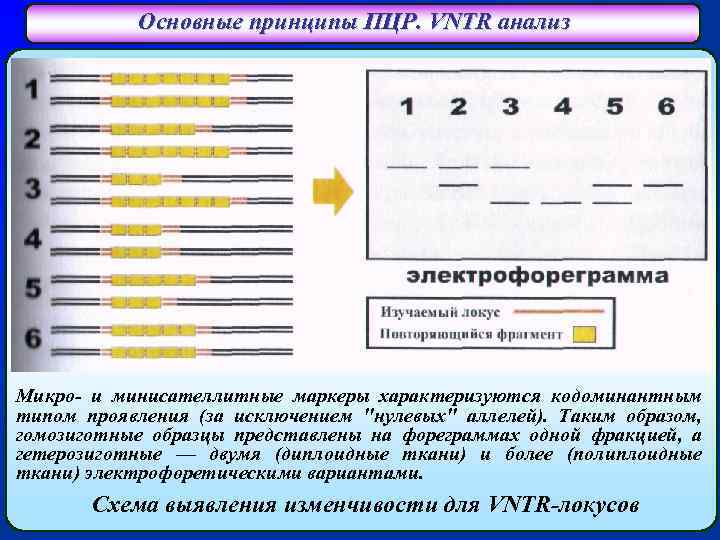 Основные принципы ПЦР. VNTR анализ Микро- и минисателлитные маркеры характеризуются кодоминантным типом проявления (за