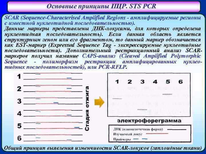 Основные принципы ПЦР. STS PCR SCAR (Sequence-Characterised Amplified Regions - амплифицируемые регионы с известной
