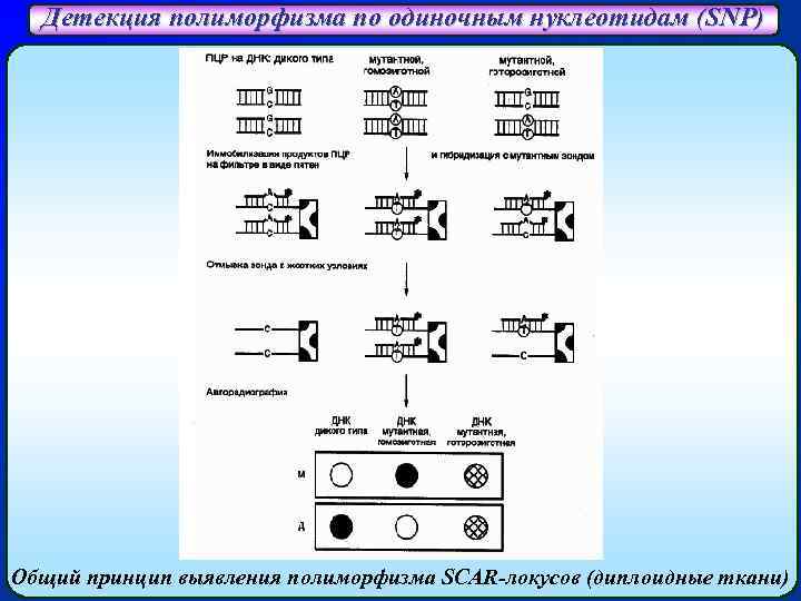 Детекция полиморфизма по одиночным нуклеотидам (SNP) Общий принцип выявления полиморфизма SCAR-локусов (диплоидные ткани) 