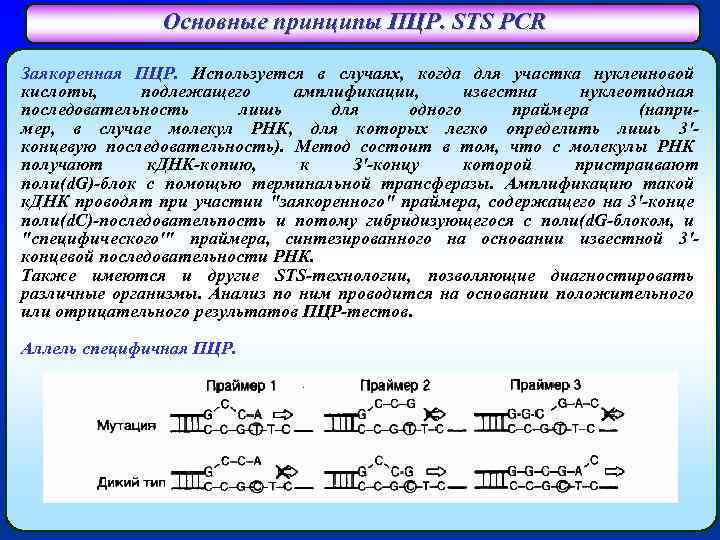 Основные принципы ПЦР. STS PCR Заякоренная ПЦР. Используется в случаях, когда для участка нуклеиновой