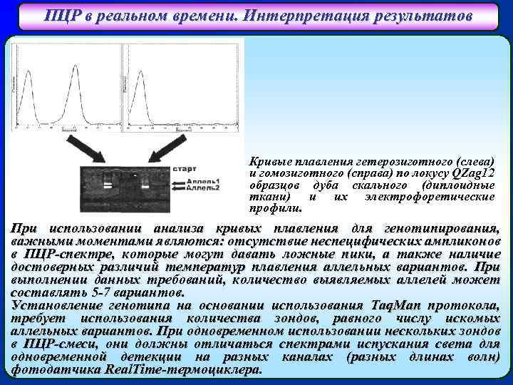 ПЦР в реальном времени. Интерпретация результатов Кривые плавления гетерозиготного (слева) и гомозиготного (справа) по