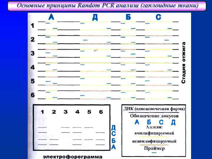 Основные принципы Random PCR анализа (гаплоидные ткани) 