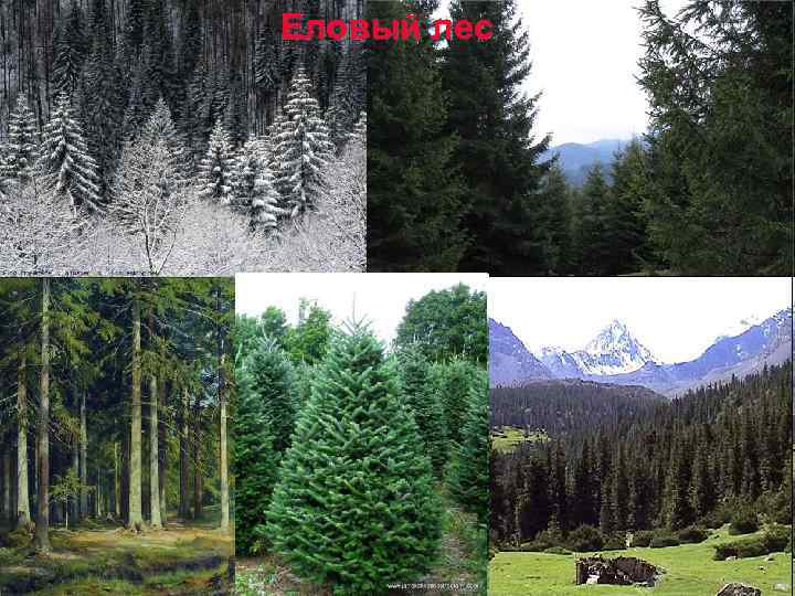 Еловый лес 