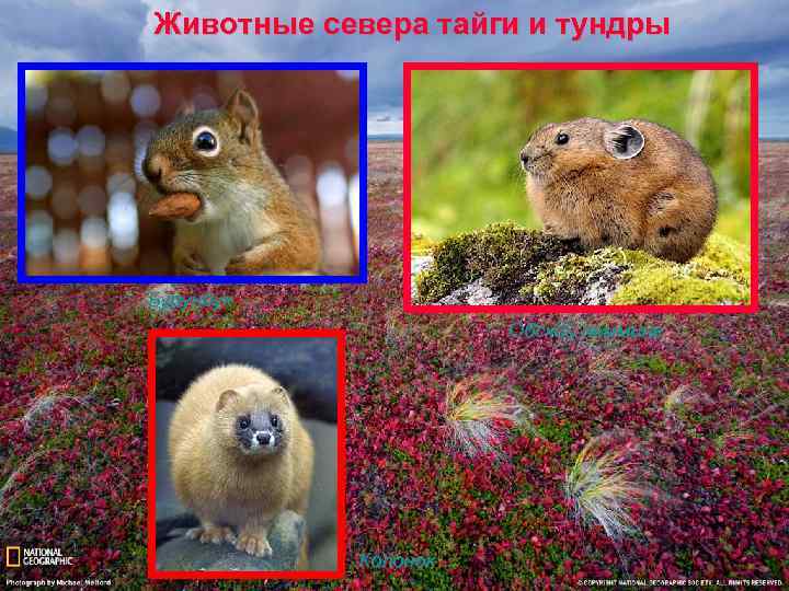 Животные севера тайги и тундры Бурундук Обский лемминг Колонок 