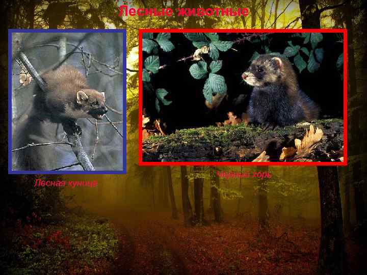 Лесные животные Лесная куница Черный хорь 