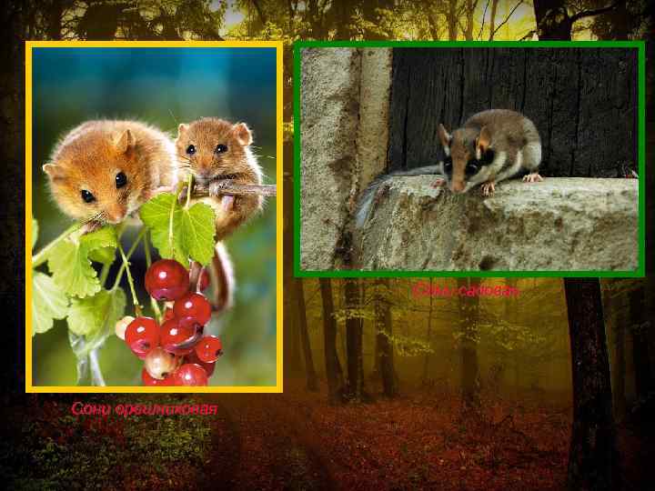 Сони садовая Сони орешниковая 