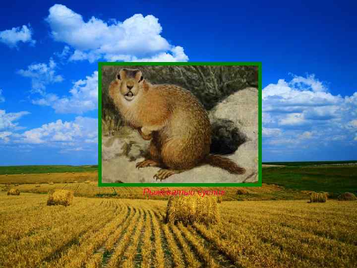 Рыжеватый суслик 