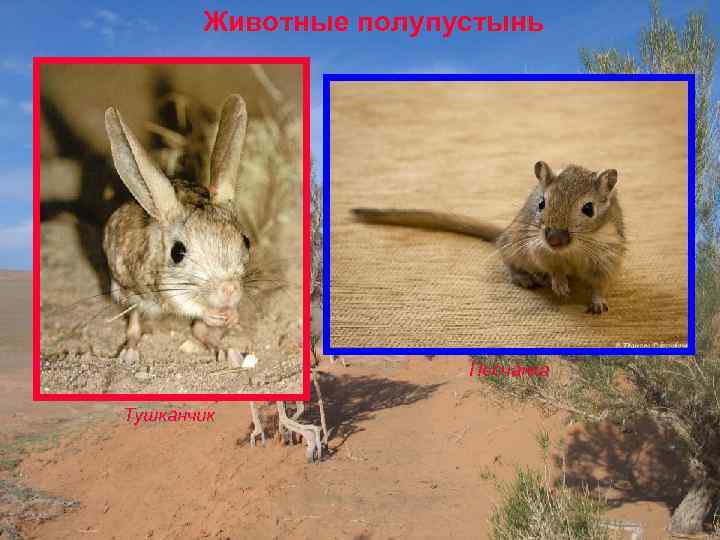 Животные полупустынь Песчанка Тушканчик 