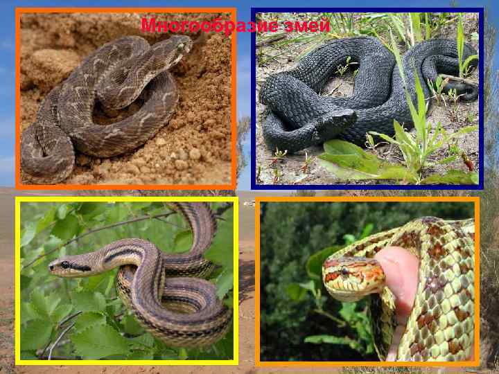 Многообразие змей 