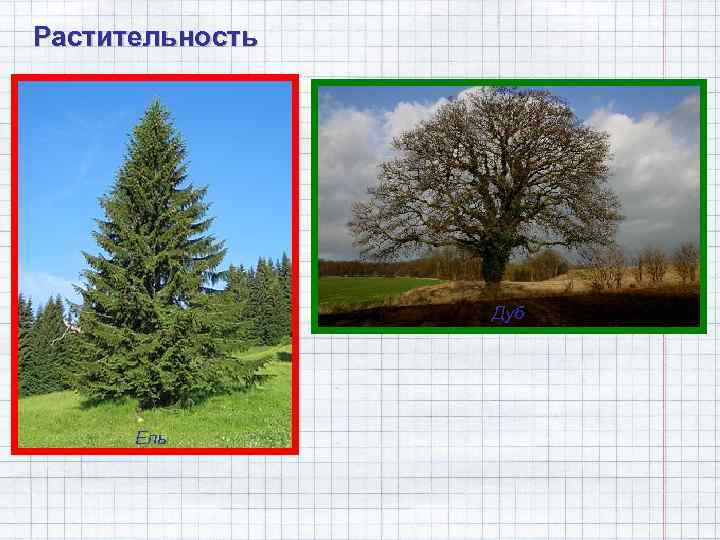 Растительность Дуб Ель 