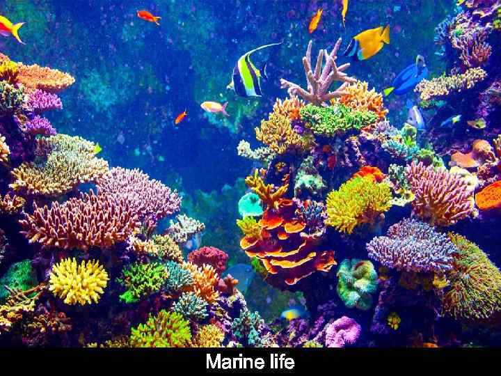 Marine life 