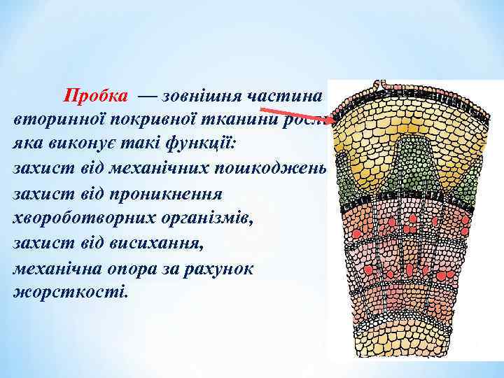 Пробка — зовнішня частина вторинної покривної тканини рослин, яка виконує такі функції: захист від