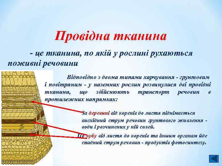 Провідна тканина - це тканина, по якій у рослині рухаються поживні речовини Відповідно з