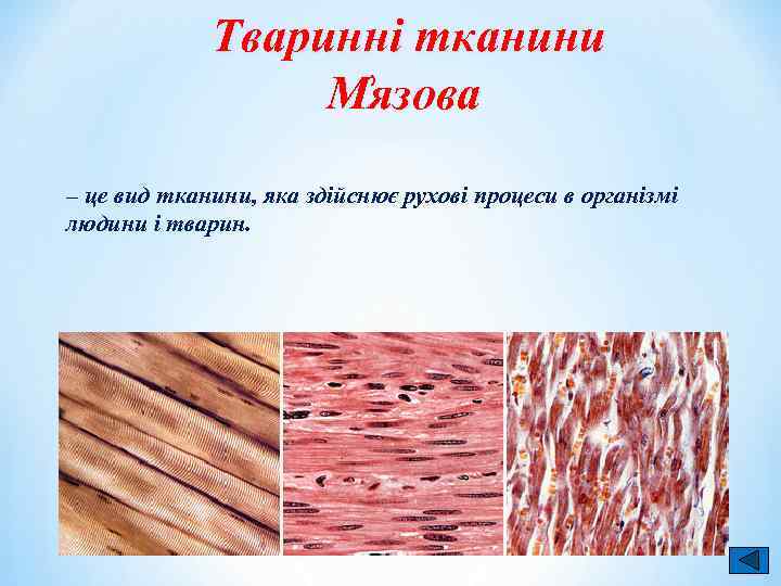 Тваринні тканини М язова – це вид тканини, яка здійснює рухові процеси в організмі