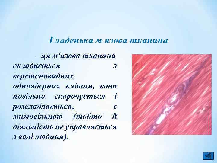 Гладенька м язова тканина – ця м'язова тканина складається з веретеновидних одноядерних клітин, вона