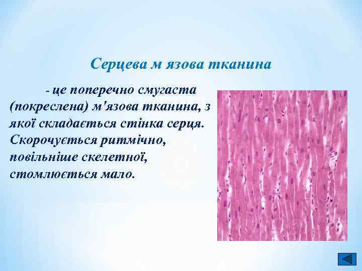 Серцева м язова тканина - це поперечно смугаста (покреслена) м'язова тканина, з якої складається