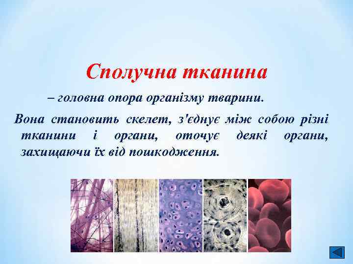 Сполучна тканина – головна опора організму тварини. Вона становить скелет, з'єднує між собою різні
