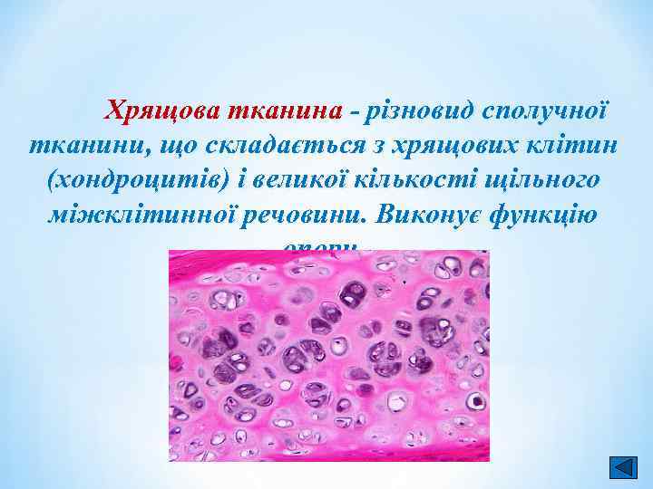 Хрящова тканина - різновид сполучної тканини, що складається з хрящових клітин (хондроцитів) і великої