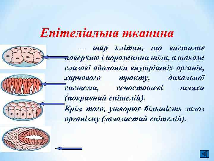 Епітеліальна тканина шар клітин, що вистилає поверхню і порожнини тіла, а також слизові оболонки