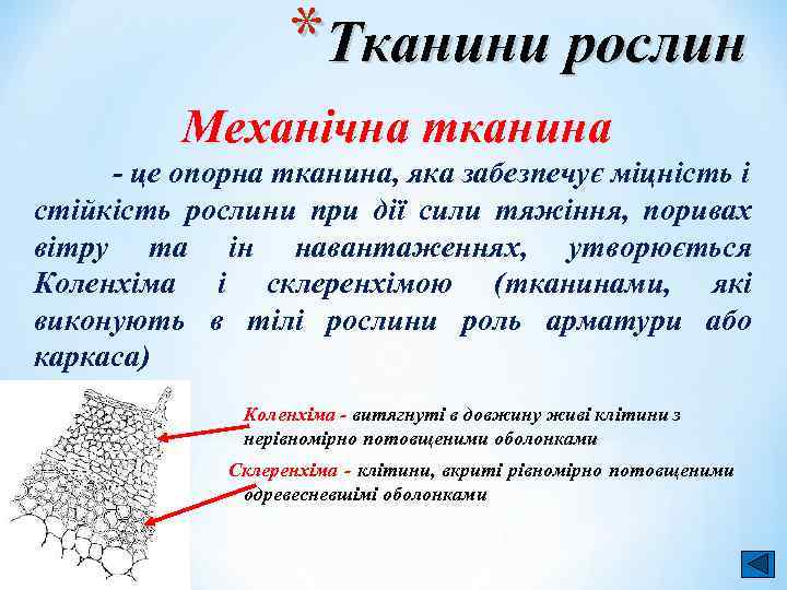 *Тканини рослин Механічна тканина - це опорна тканина, яка забезпечує міцність і стійкість рослини
