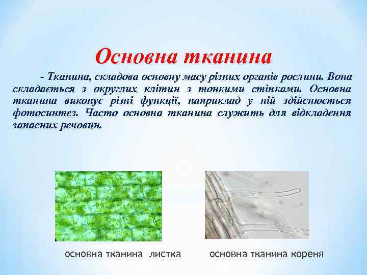 Основна тканина - Тканина, складова основну масу різних органів рослини. Вона складається з округлих