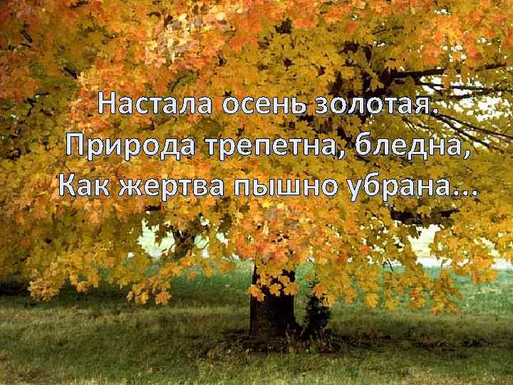 Настала осень золотая. Природа трепетна, бледна, Как жертва пышно убрана. . . 