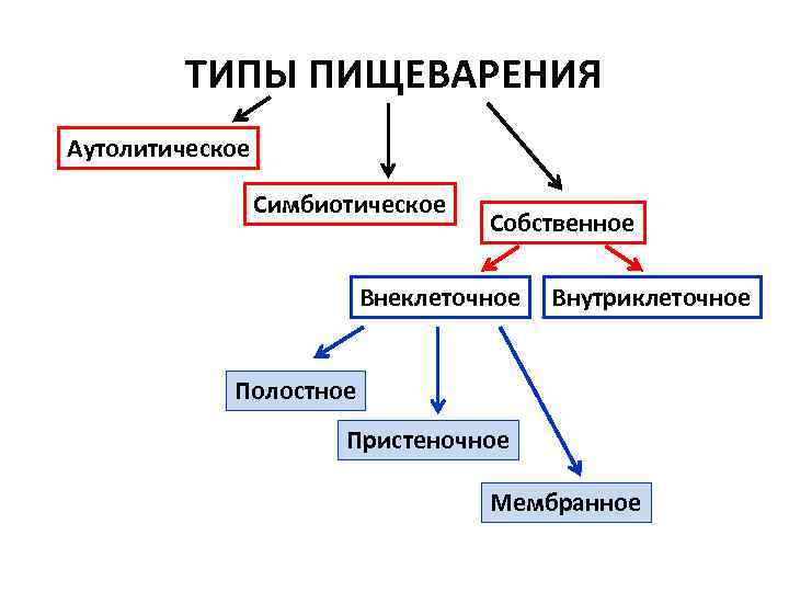 ТИПЫ ПИЩЕВАРЕНИЯ Аутолитическое Симбиотическое Собственное Внеклеточное Внутриклеточное Полостное Пристеночное Мембранное 