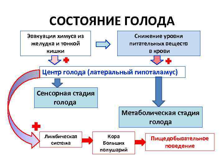 Содержит центры голода и жажды