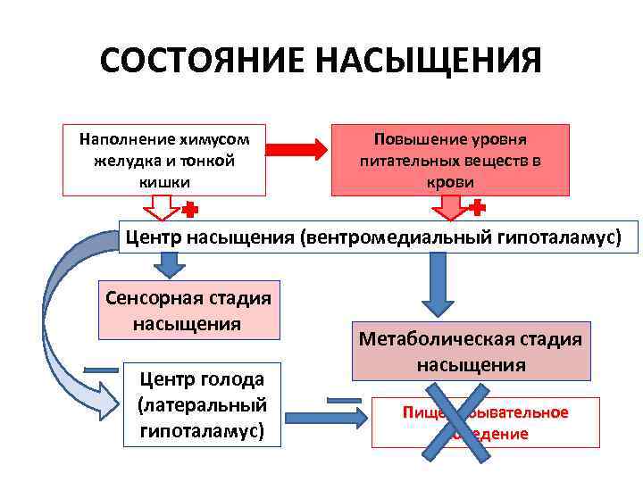 СОСТОЯНИЕ НАСЫЩЕНИЯ Наполнение химусом желудка и тонкой кишки Повышение уровня питательных веществ в крови