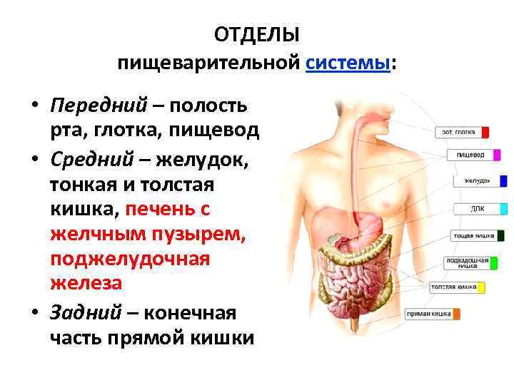 Рот пищевод кишечник. Отделы пищеварительного тракта. Задний отдел пищеварительной трубки. Ротовая полость глотка пищевод желудок кишечник. Строение пищеварительной системы ротовая полость желудок.