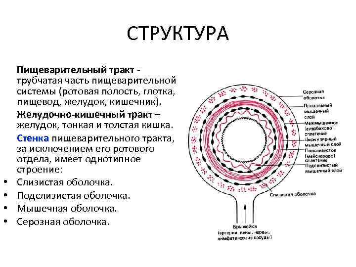 Схема передвижения пищи по пищеварительному тракту