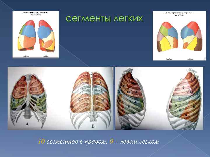 сегменты легких 10 сегментов в правом, 9 – левом легком 