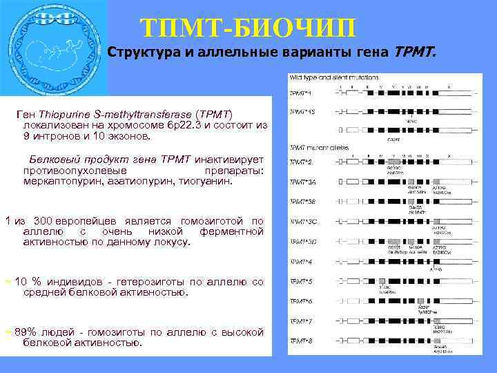 ТПМТ-БИОЧИП Структура и аллельные варианты гена ТРМТ. Ген Thiopurine S-methyltransferase (TPMT) локализован на хромосоме
