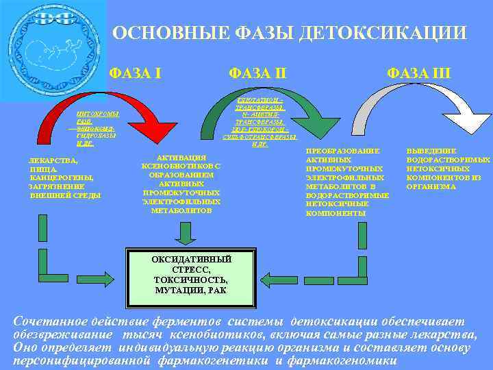 ОСНОВНЫЕ ФАЗЫ ДЕТОКСИКАЦИИ ФАЗА I ГЛЮТАТИОН ТРАНСФЕРАЗЫ, ТРАНСФЕРАЗЫ N- АЦЕТИЛАЦЕТИ ТРАНСФЕРАЗЫ, ТРАНСФЕРАЗЫ UDF- ГЛЮКОРОН