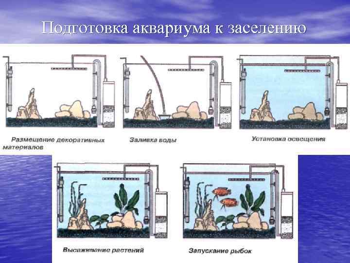 Подготовка аквариума к заселению 