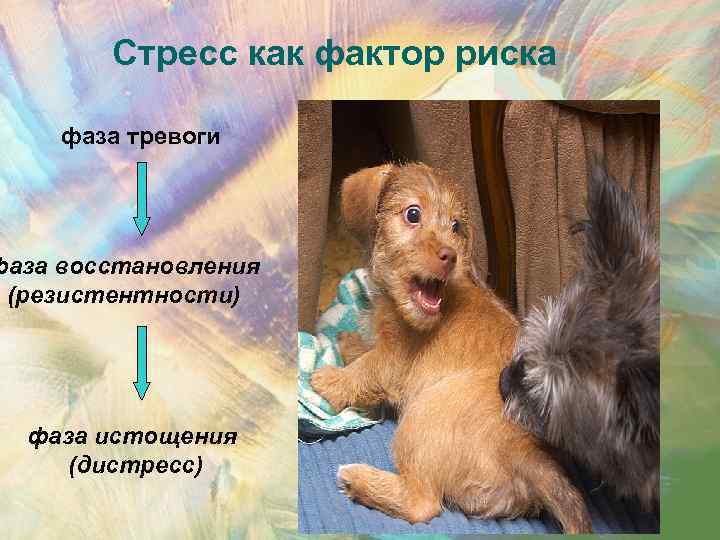 Стресс как фактор риска фаза тревоги фаза восстановления (резистентности) фаза истощения (дистресс) 