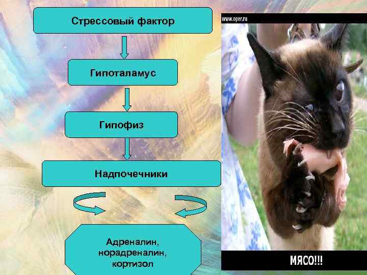 Стрессовый фактор Гипоталамус Гипофиз Надпочечники Адреналин, норадреналин, кортизол 