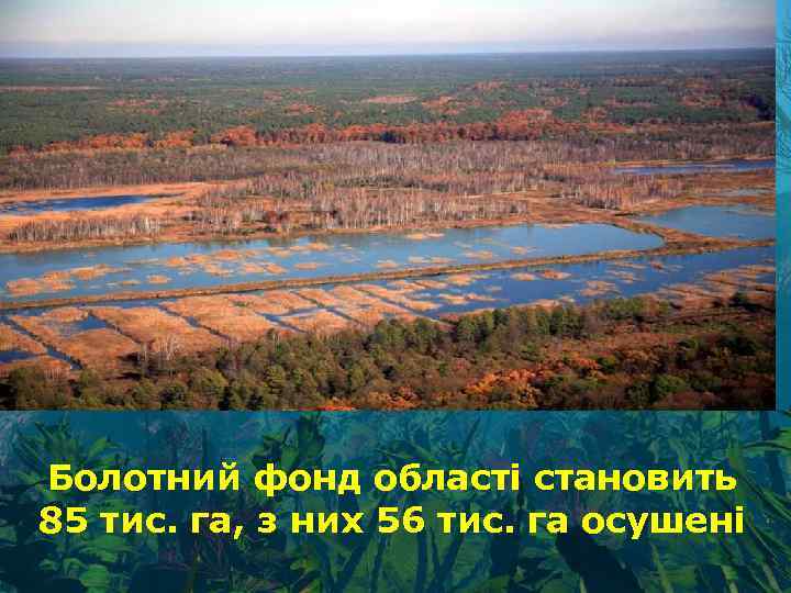 Болотний фонд області становить 85 тис. га, з них 56 тис. га осушені 