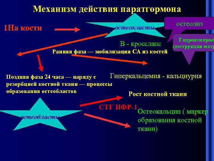 Механизм паратгормона