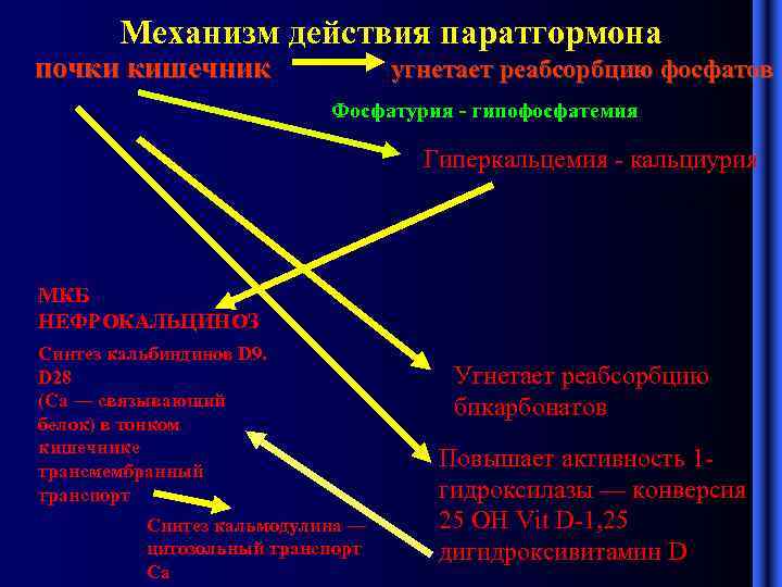 Механизм паратгормона